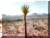 Desert_Yucca.jpg (107556 bytes)