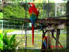 Macaw_1.jpg (263344 bytes)