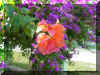 flower3.jpg (96467 bytes)