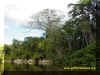 Amazon_Jungle.jpg (109697 bytes)